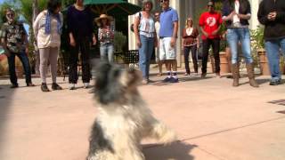 Dog Flash Mob quotEverybody Talksquot by Neon Trees parody [upl. by Marita]