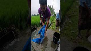 Best Traditional Net Fishing Video After Rain fish fishing fishingvideo [upl. by Sukhum]