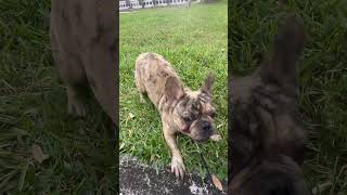 hilarious french bulldog barking [upl. by Adelaide]