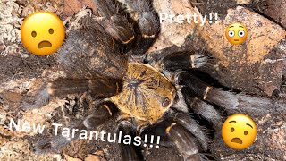 Unboxing Tarantulas from The Spider Shoppe [upl. by Nugesulo245]