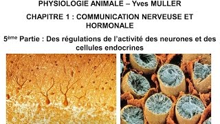 Chapitre 15 Des régulations de l’activité des neurones et des cellules endocrines [upl. by Solana]