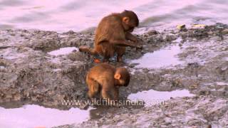 Rhesus Macaques eating molluscs and crabs  rare behaviour [upl. by Edrick]