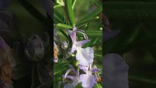 Rosemary Salvia rosmarinus Flower nature plants flower floweringplants floweringplants [upl. by Annaihs]