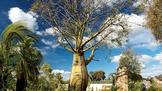 Explore the Weird and Wonderful Garden at Cranbourne Gardens [upl. by Eudosia420]