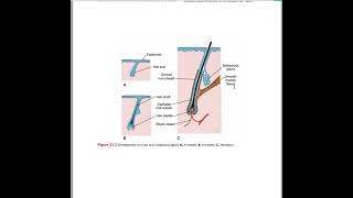 Integumentary system embryology [upl. by Eillor]