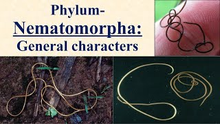 Phylum Nematomorpha  General characters and classification of Nematomorpha  Nematomorpha [upl. by Bertold]