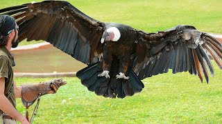 Andean condor is a giant South American Cathartid vulture and is the only member of the genus Vultur [upl. by Ardeha]