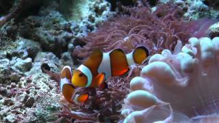 Home Fish Tank  Clown Fish [upl. by Fe]