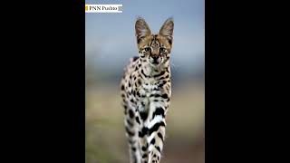 Serval Africa’s Leaping Wildcat 🌍 wildlifefacts shorts wildcats cat [upl. by Sset872]