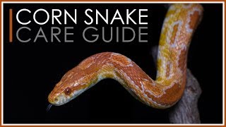 Complete Corn Snake Care Guide  2018 Edition [upl. by Idisahc]