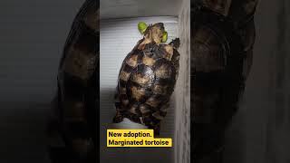 Marginated tortoise tortoisecare marginatedtortoise tortoise [upl. by Waldack264]