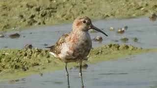 Curlew Sandpiper coming out of breeding plumage [upl. by Shanley]