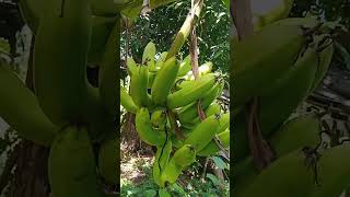 saging lakatan youtubeshorts [upl. by Noraj774]