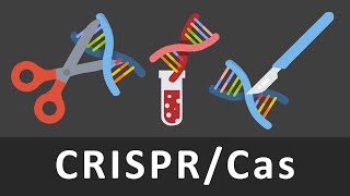 CRISPRCas einfach erklärt  Gentechnik  CrisprCas9 [upl. by Suaeddaht182]