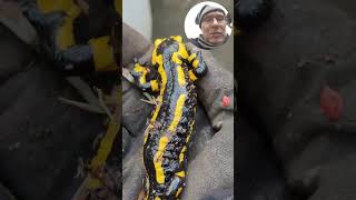 Feuersalamander nach Unfall gebährt Junges [upl. by Butta927]