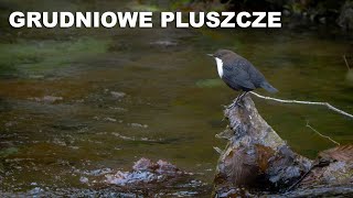 GRUDNIOWE PLUSZCZE  Fotografia Ptaków  Dla Zety [upl. by Lymann]