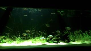 180 gallon piranha tank ternetzi cariba wild reds [upl. by Annait]