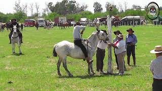 Hasenkamp Entré Ríos Festival de 🇦🇷 ABRIENDO TRANQUERAS 🇦🇷 Catclinas [upl. by Artaed459]