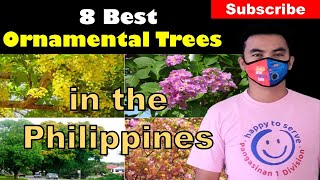 8 Best Ornamental Trees in the Philippines [upl. by Acessej]