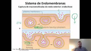 Diferença entre via endocítica e exocítica de transporte [upl. by Enra]