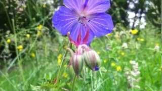 Meadow Cranesbill Geranium Pratense  20120612 [upl. by Merissa]