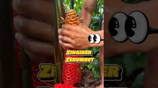 Shampoo Ginger Plant 😱😱 shortsvideo shampoo ginger [upl. by Enwad]