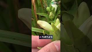 Turtlehead Flowers arent they Sweet flowers nature plants turtle garden gardening [upl. by Gnues]