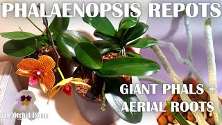 Repotting Big Phalaenopsis Orchids  Aerial Roots Everywhere [upl. by Lewan]