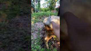 INJEKSI ANTI RADANG SAPILEMBU‼️ viralshort animals cow [upl. by Oflodur]