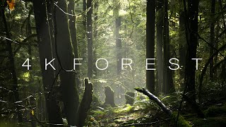 4K Forest  Cinematic Forest  4K Nature Video Ultra HD [upl. by Christianna]