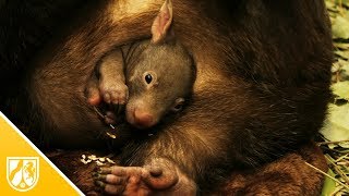 Duisburger WombatBaby krabbelt erstmals aus seinem Beutel [upl. by Leland938]