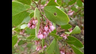 Arctostaphylos patula greenleaf manzanita [upl. by Orteip]