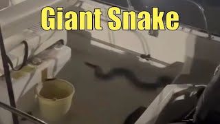 What Would You Do Giant Snake On A Boat  Googans of the Week [upl. by Yboc507]