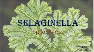 Selaginella  external features and internal structures [upl. by Anoet957]