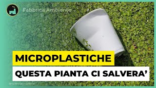 Microplastiche La Minaccia Delle Particelle Sintetiche Risolta O Quasi Con Le Piante Acquatiche [upl. by Anaujahs677]