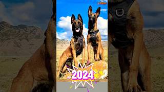 🦮🦮🦮Belgian Training malinois doglover 🧑‍🏫🔥pets k9 choochoocharles [upl. by Katha]