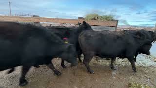 Lothair MT Bred Cows  LLA Stock Cow Central Bred Special 12324 [upl. by Nagaet211]