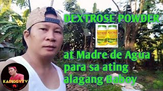 Dextrose Powder sa ating mga alagang baboy At Madre de Agua [upl. by Akinek]