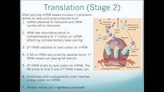 A2 Edexcel Biology Unit 4  Protein Synthesis PCR Gel Electrophoresis and DNA profiling [upl. by Northey]