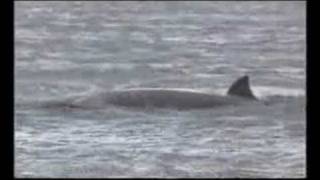 Hayling Island quotWhale Rescue Attemptquot 1st August 2008 [upl. by Aicirtel528]