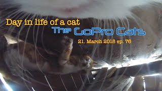 Cat with GoPro fighting under a rooftop  Ep 76 [upl. by Uis]