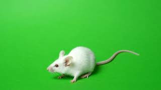 White mouse green screen greenscreen animation greenscreenvideo chromekey [upl. by Abocaj]