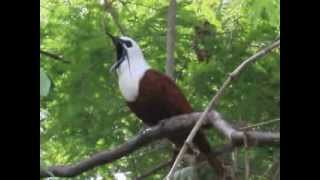 Araponga tricaronculé ThreeWattled Bellbird au Costa Rica [upl. by Lynden799]