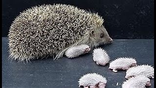 Filhote de ouriço🦔 Hedgehog o Ouriço Pigmeu Africano Atelerix albiventris [upl. by Ardolino139]