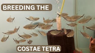 Huge Costae Tetra Spawning [upl. by Atilehs218]