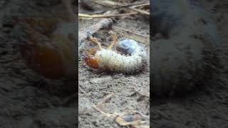 Two large beetle larvae likely from a species like the June beetle or Japanese beetle [upl. by Ziom]