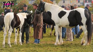 Ballinasloe Horse Fair  Mammoth Event That Shook Ireland in 2008 [upl. by Ettedo]