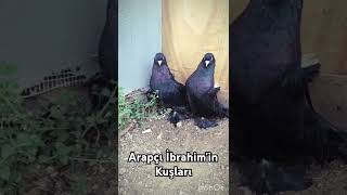 Zil Araplar Harika Sahibinin Emeğine Sağlık 🕊️ [upl. by Nrevel]