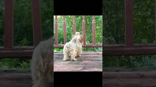 Yorkie Pansy Has Treed A Squirrel yorkiesyorkshire YORKEFUNNYDOGSTALKINGDOGYORKSHIRETERRIER [upl. by Cuyler]