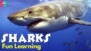 All About Sharks Fun Learning For Kids  Shark Facts [upl. by Llerdnek]